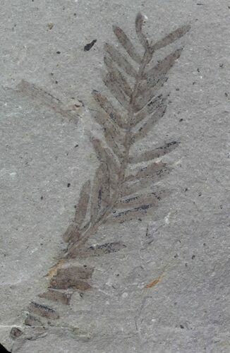 Metasequoia (Dawn Redwood) Fossil - Montana #62356